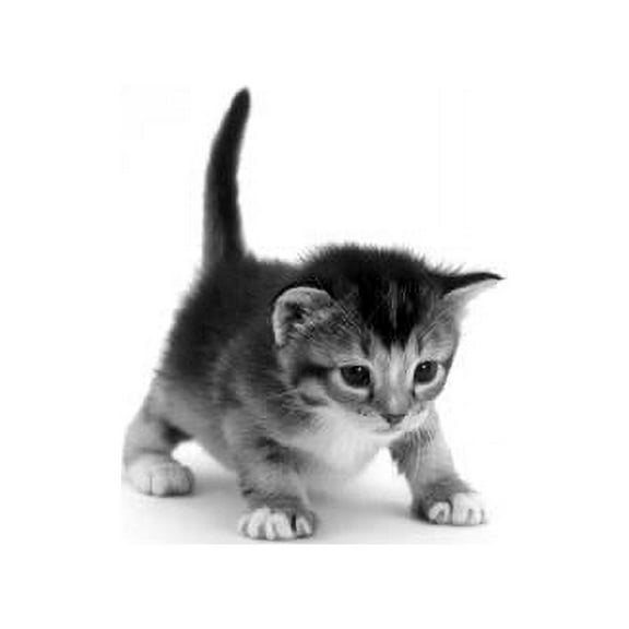 Domestic Cat, 3-Week Ticked-Tabby Kitten, Unframed Photographic Print Wall Art by Jane Burton Sold by Art.Com