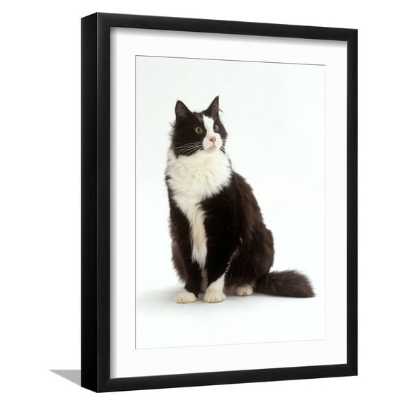 Art.com Domestic Cat, Black and White Male Photographic Print by Jane Burton, Black Frame Wall Art, 17" x 21"