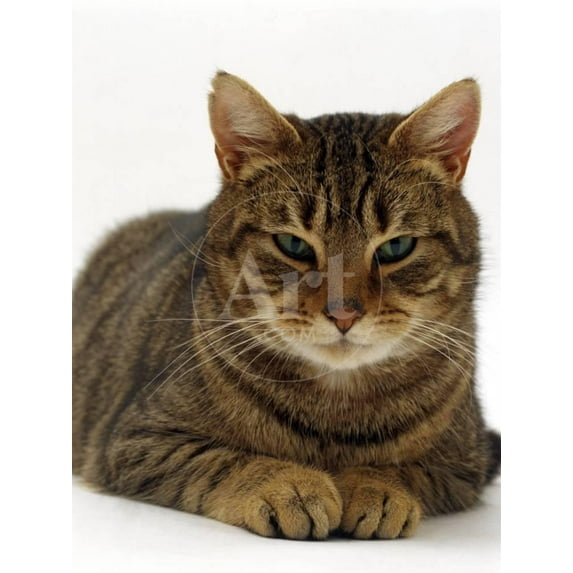 Domestic Cat, Striped Tabby Male, Animals Unframed Photographic Print Wall Art by Jane Burton Sold by Art.Com