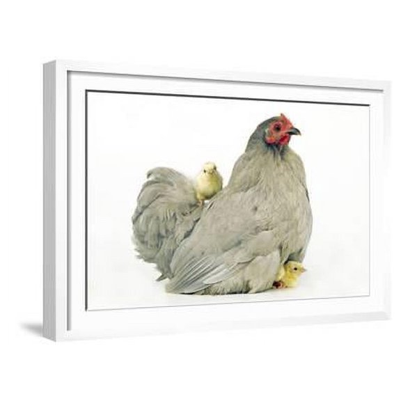 Domestic Chicken Hen and Chicks, Animals Scenic Framed Art Print Wall Art Sold by Art.Com