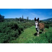 Domestic Donkey, Samos, Greece Poster Print by Rolf Nussbaumer 37 x 25