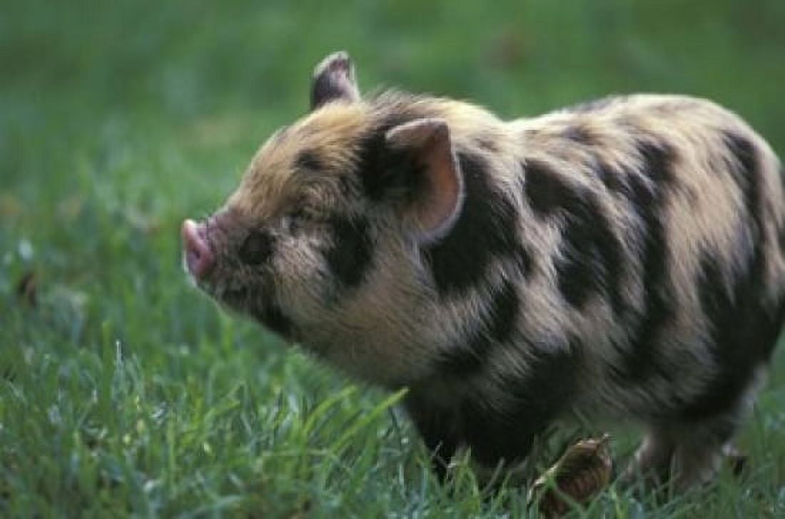 Domestic Farmyard Piglet South Africa Canvas Art - Stuart Westmorland DanitaDelimont (35 x 24)