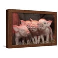 thumbnail image 1 of Domestic Pig, Middle White piglets, standing under heat lamp, England, Framed Art Print Wall Art by John Eveson Sold by Art.Com, 1 of 6