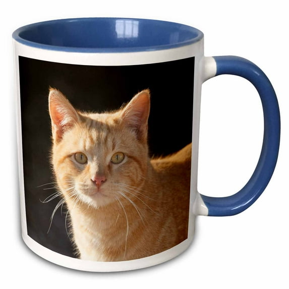 3drose, Domestic Shorthair Cat - Na02 Pwo0085 - Piperanne Worcester, 15oz Two-tone Blue Mug