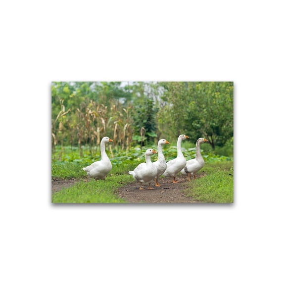 Domestic White Geese Poster -Image by Shutterstock
