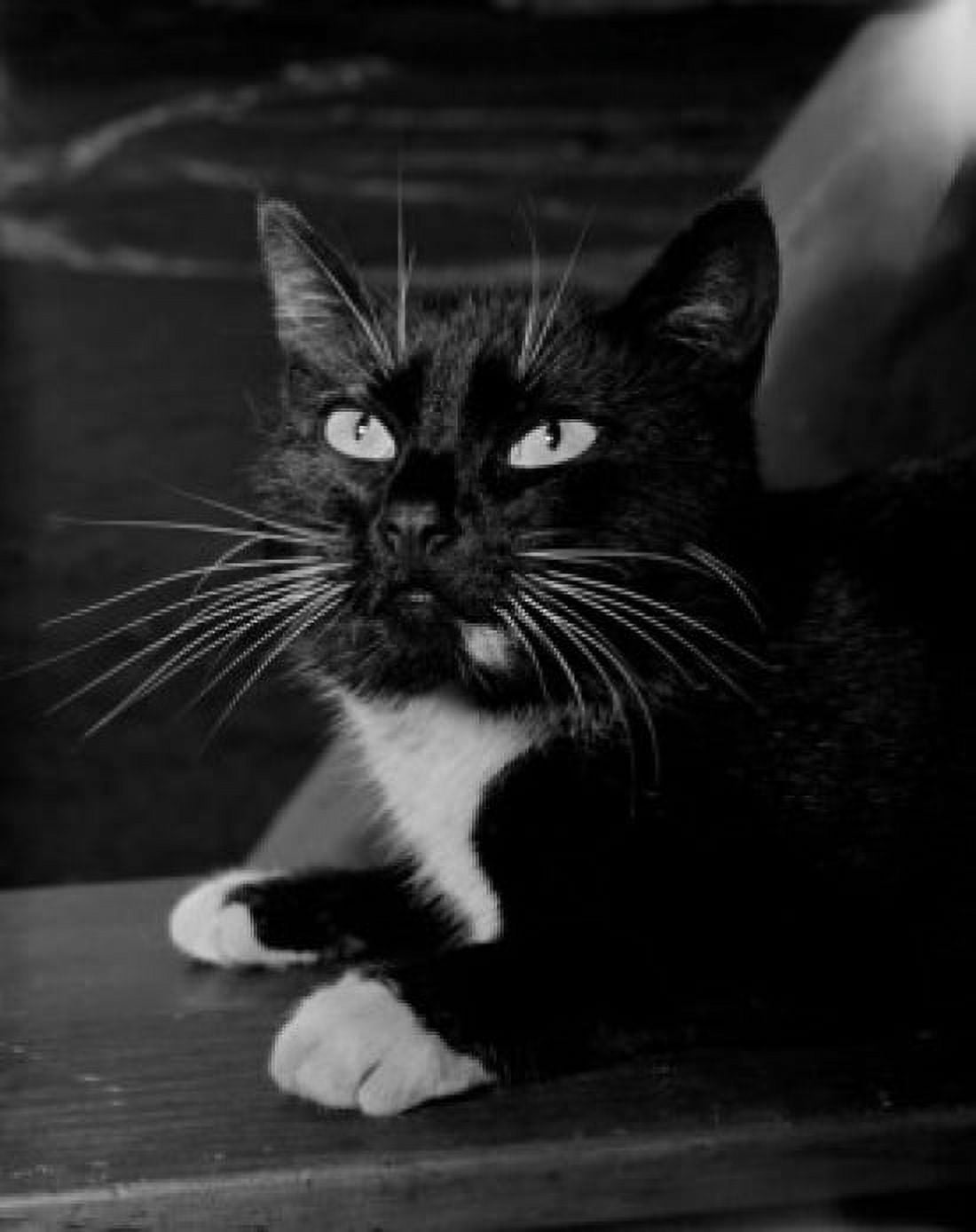 Domestic cat portrait Canvas Art - (18 x 24)