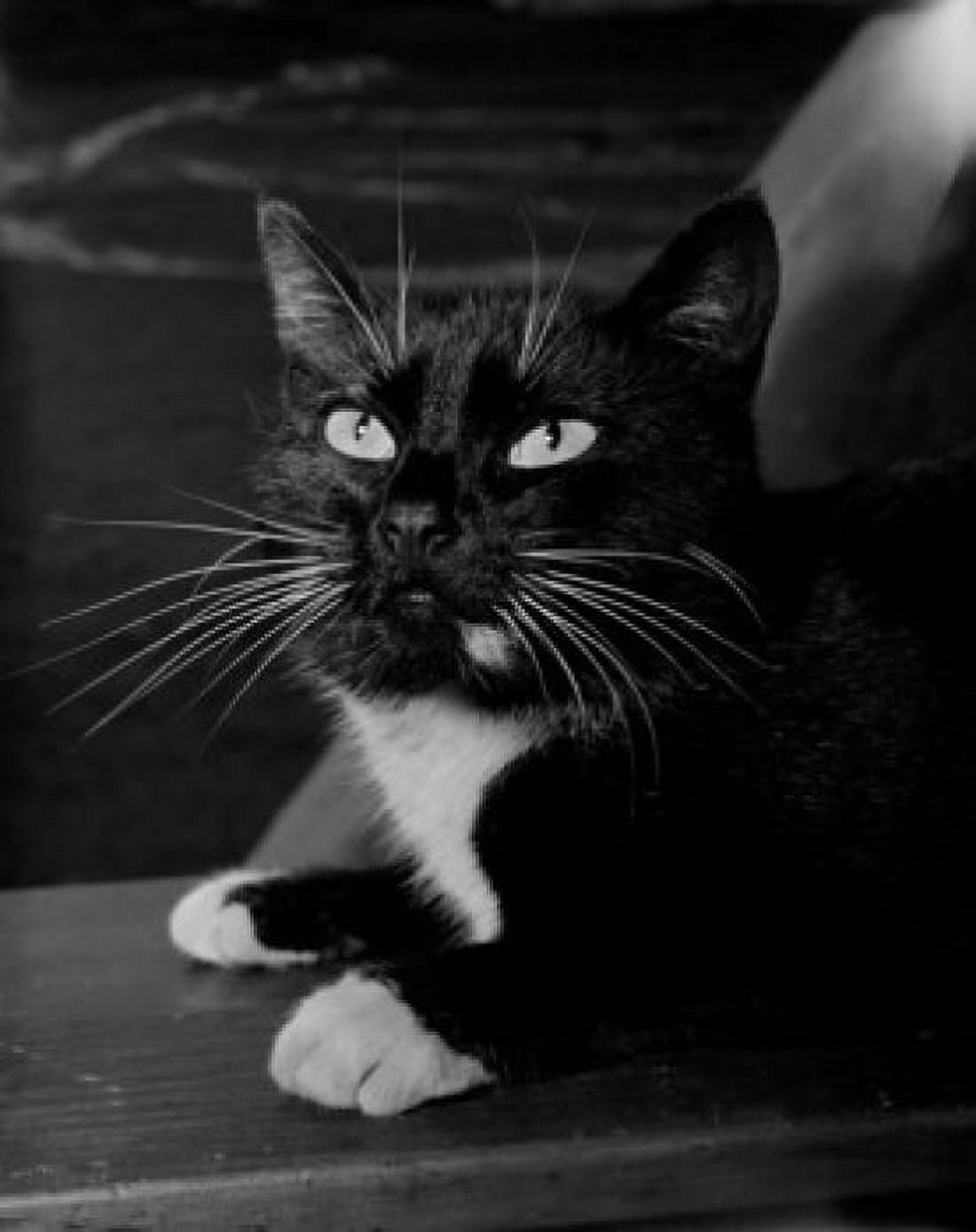 domestic-cat-portrait-canvas-art-24-x-36-walmart