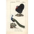 thumbnail image 1 of Domesticated Turkey, Meleagris Gallopavo, Anda Poster Print By ® Florilegius Mary Evans (24 X 36), 1 of 3