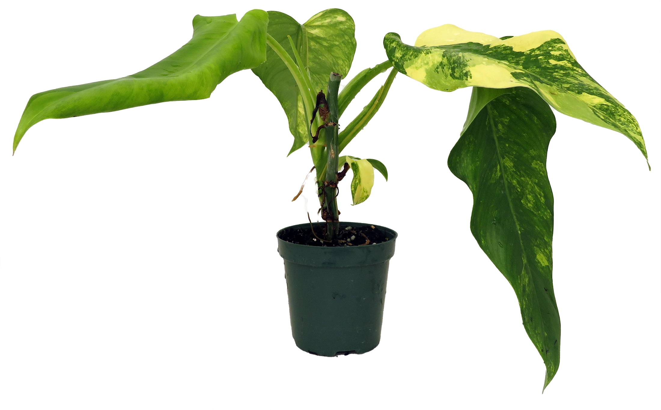 Domesticum Philodendron - Collector's Series - 4" Pot - Walmart.com