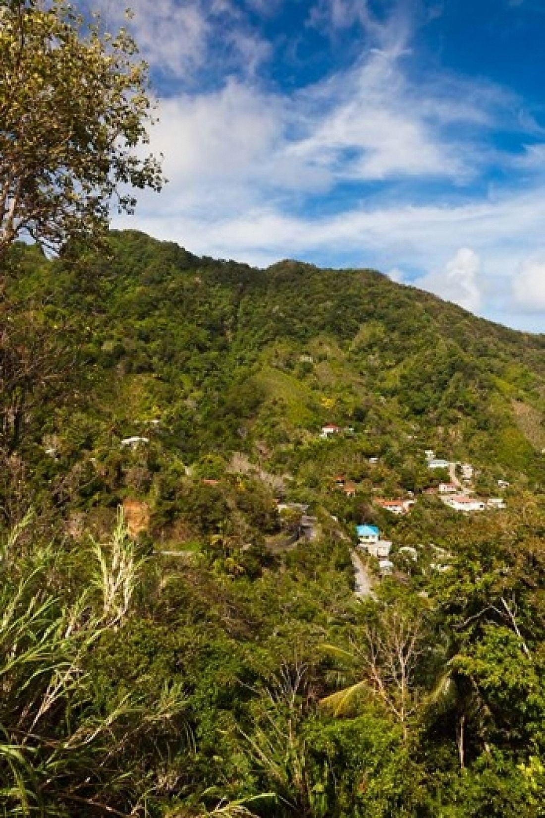 Dominica Roseau Grand Bay Area Petite Savanne Canvas Art - Walter Bibikow DanitaDelimont (24 x 36)