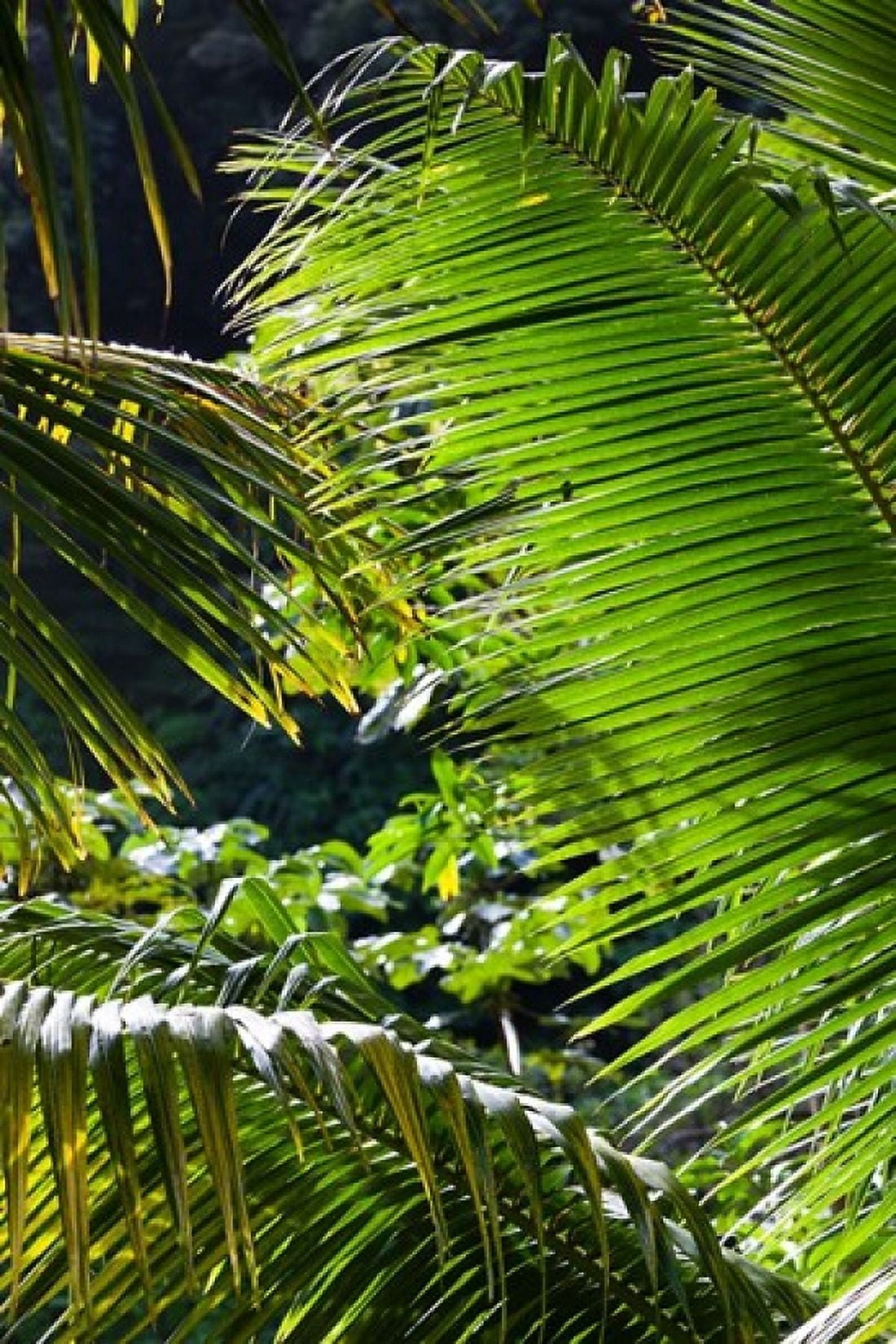 Dominica Roseau Vegetation rainforest Canvas Art - Walter Bibikow DanitaDelimont (19 x 28)