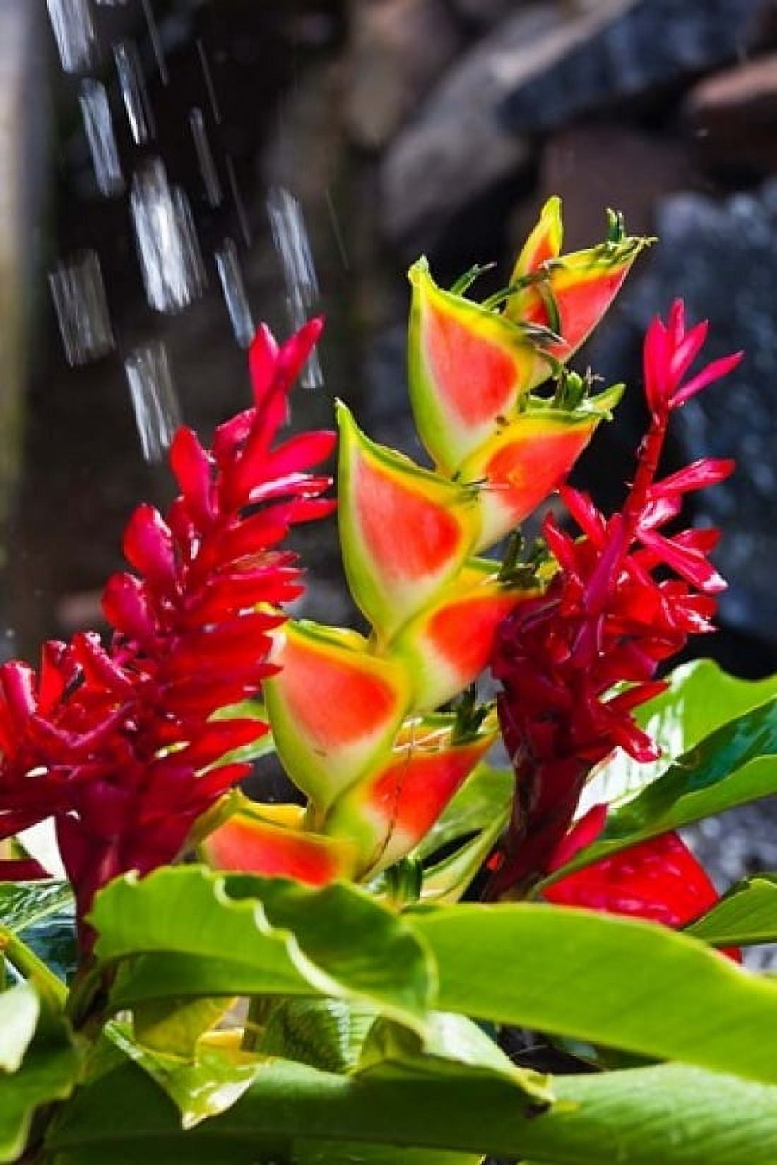 Dominica Roseau heliconia red ginger flowers Canvas Art - Walter Bibikow DanitaDelimont (24 x 36)