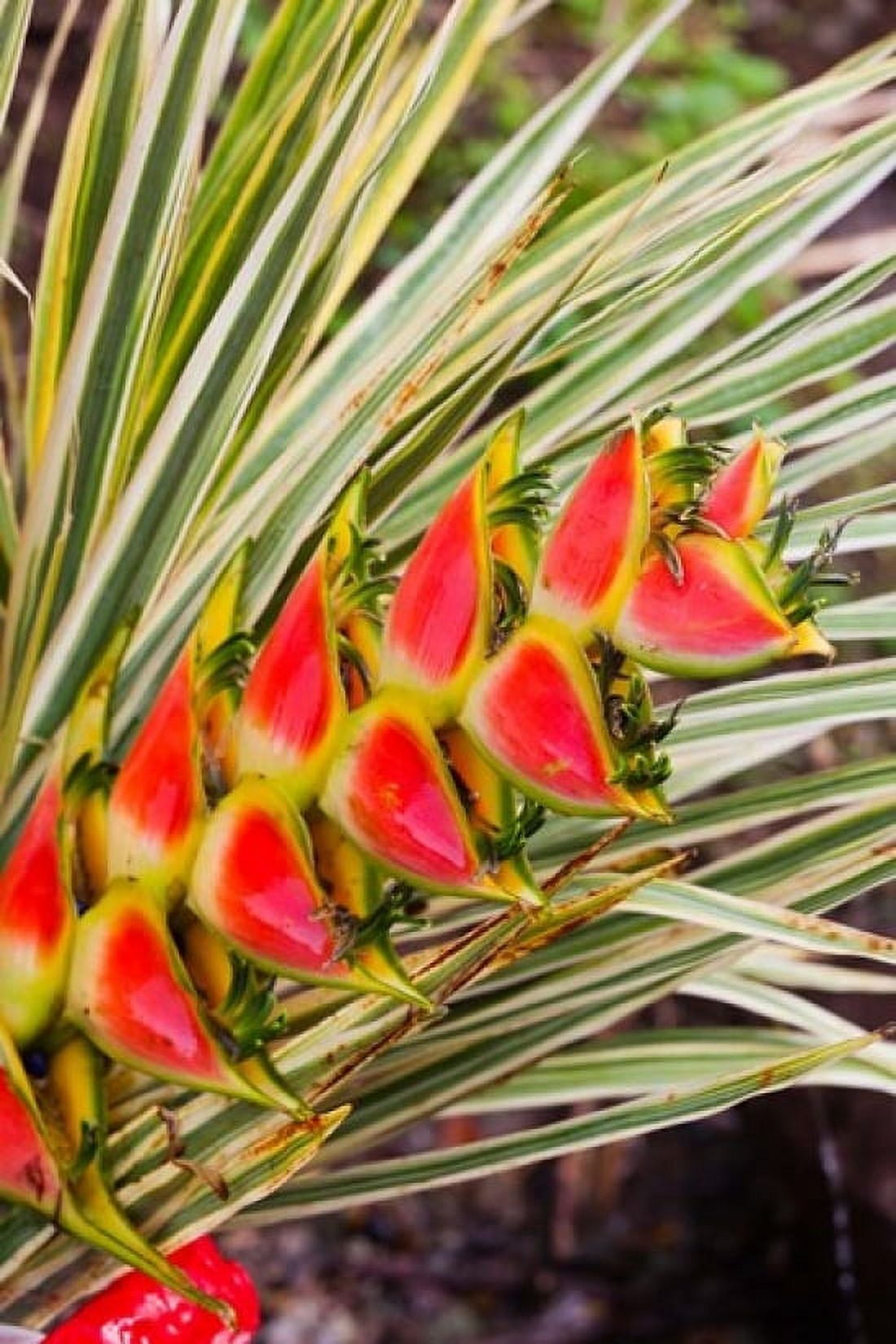 Dominica Roseau tropical heliconia flower Canvas Art - Walter Bibikow DanitaDelimont (19 x 28)