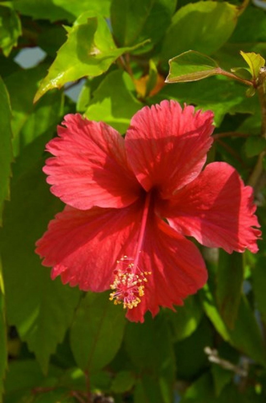 Dominican Republic Bavaro Hibiscus flower Canvas Art - Lisa S Engelbrecht DanitaDelimont (18 x 27)