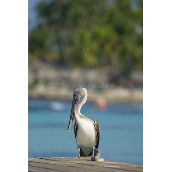 Dominican Republic Bayahibe Pelican bird Canvas Art - Jim Engelbrecht DanitaDelimont (18 x 27)