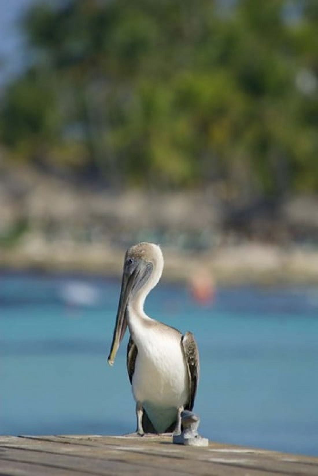 Dominican Republic Bayahibe Pelican bird Canvas Art - Jim Engelbrecht DanitaDelimont (24 x 36)