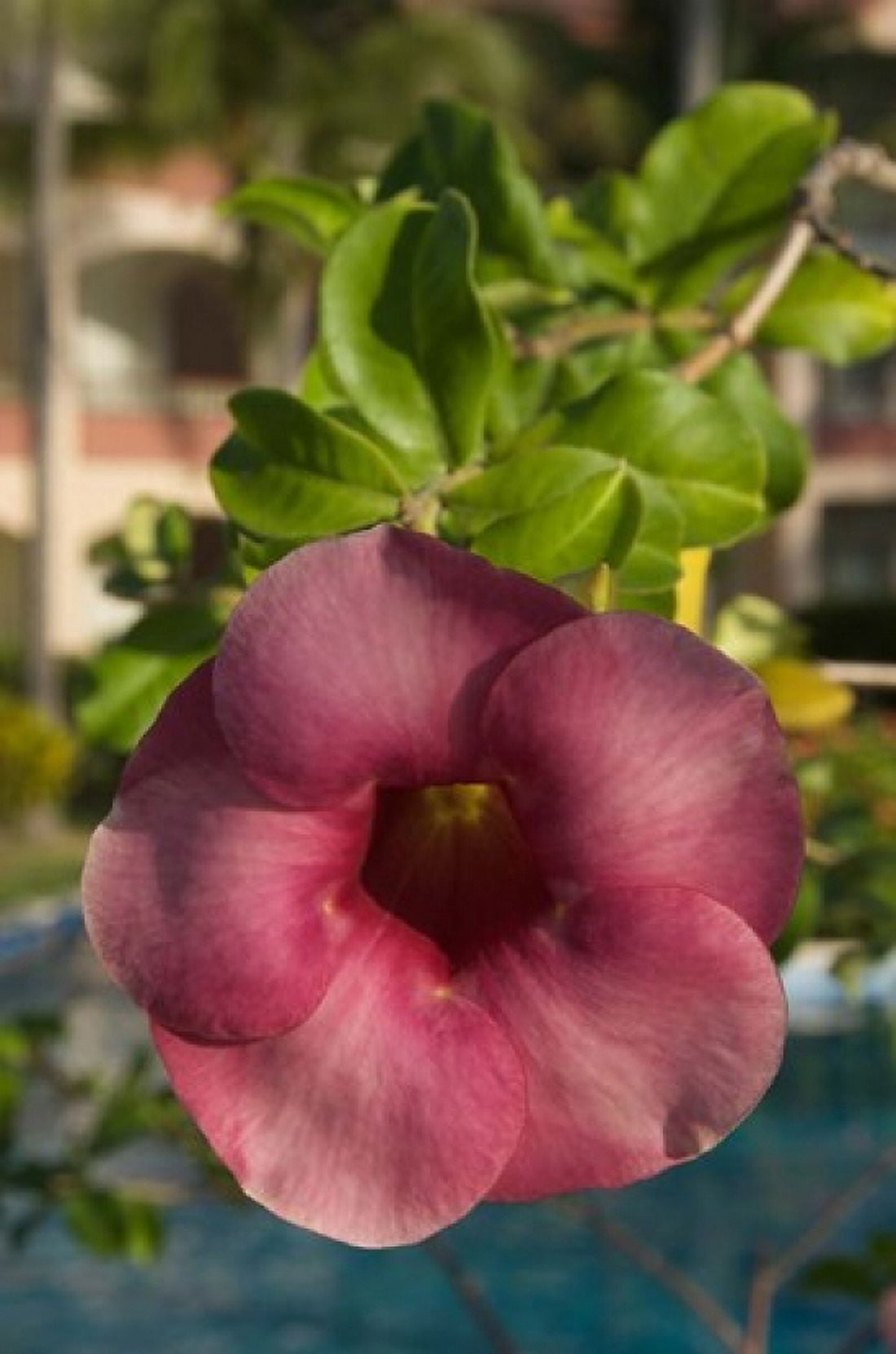 Dominican Republic Punta Cana Allamanda flower - pink Canvas Art - Lisa S Engelbrecht DanitaDelimont (18 x 27)