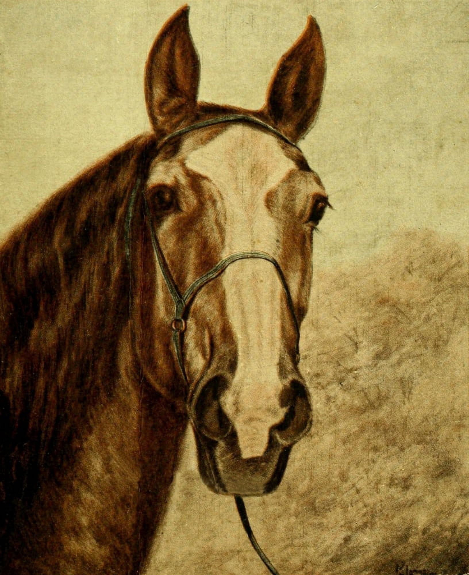Don 1914 Horse cover Canvas Art - Grace Loring Basset (24 x 36)
