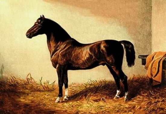 Don Carlos 1900 Canvas Art - Samuel Sidney (12 x 18)
