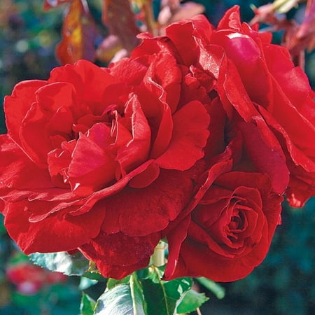 Don Juan Dormant Bare Root Climbing Rose, Includes one dormant plant per order