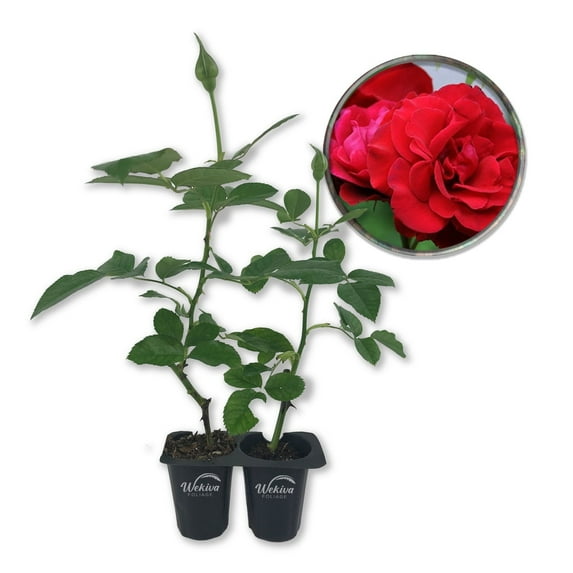Don Juan Rose Bush - 2 Live Starter Plants in 2 Inch Pots - Beautifully Fragrant Heirloom Rose from Florida - A Versatile Beauty with a Rich Fragrance