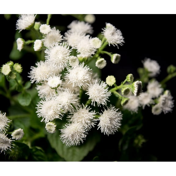 Dondo White Ageratum Seeds (100 Seeds) - Beautiful White Blooms Summer Till Frost