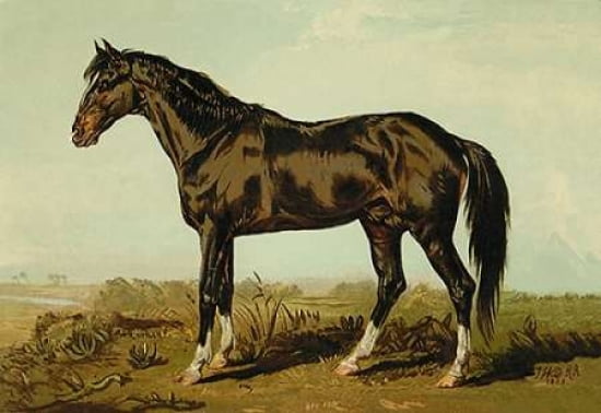 Dongola Horse 1900 Canvas Art - Samuel Sidney (24 x 36)