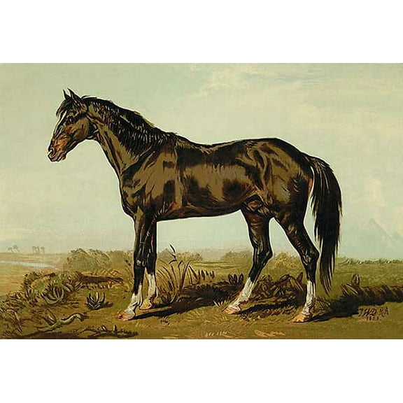 Dongola Horse Fine art canvas print (20" x 30")