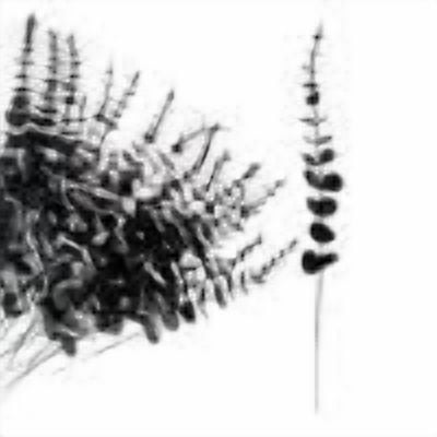 Dongrere Fake Eucalyptus for Halloween Decoration Black-flowers for Decoration Eucalyptus Stems for Fall Boho Halloween Home Decor Indoor