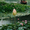 thumbnail image 1 of Dongrere Lifelike Lotus Flower Artificial Lotus Flower Decor for Vase Outdoor Pond Plants Artificial Flower Lotus fro Living Room and Dining Table Decoration, 1 of 6