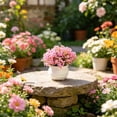 thumbnail image 1 of Dongrere Small Artificial Potted Shrub, Plastic Fake Greenery Plant with White Pot for Home Office Desk Bathroom Tabletop Decor, Pink, 1 of 9