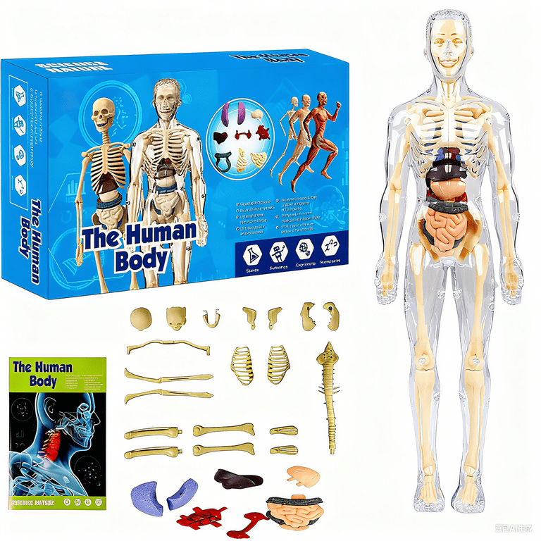 Dongyi 30-Piece Transparent Human Body Model Kit-Removable