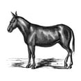 thumbnail image 1 of Donkey, 19Th Century. /Na Donkey Or Mule. Engraving, 19Th Century. Poster Print by  (18 x 24), 1 of 3