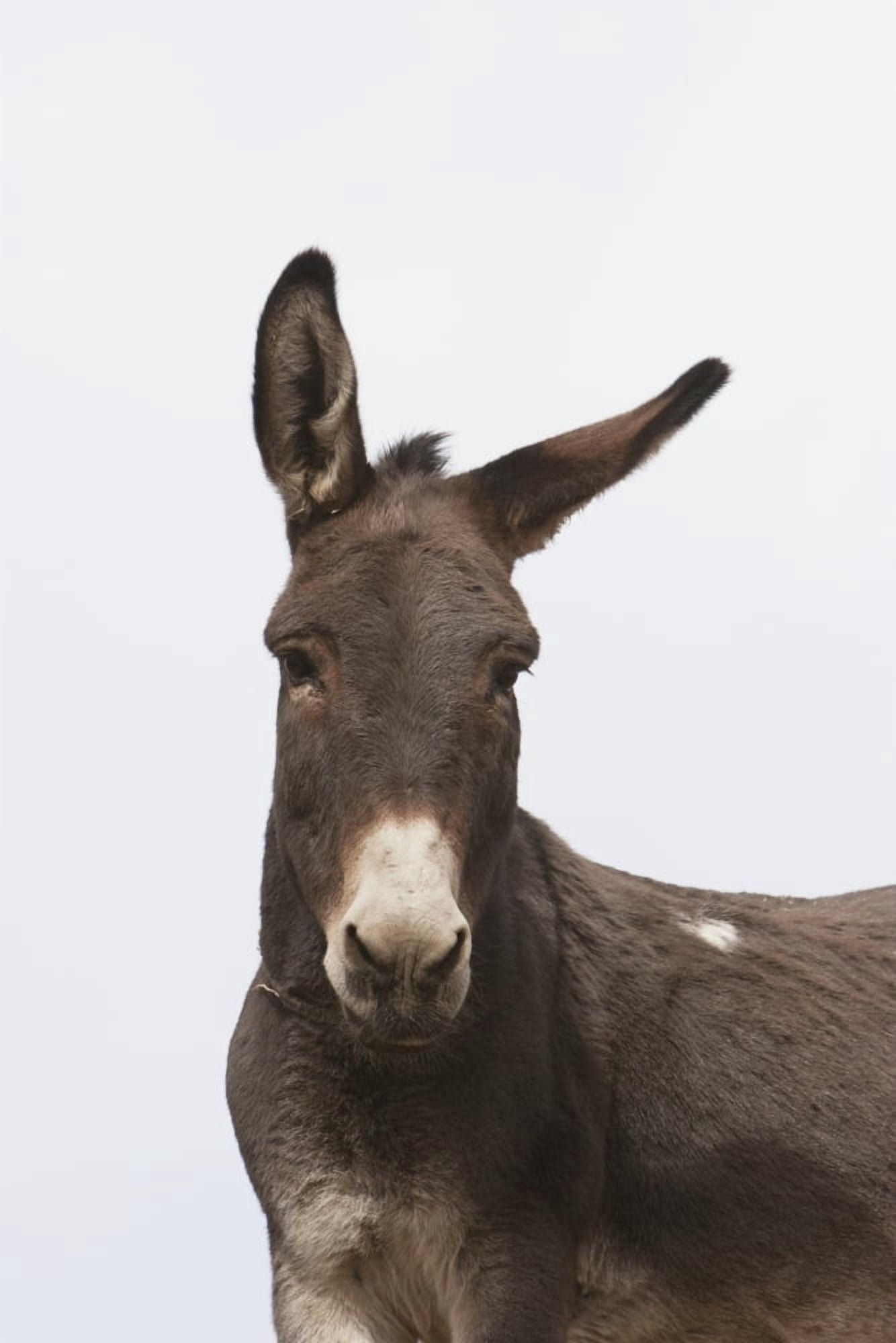 Donkey At The Hajigak Pass Vardak Province Afghanistan Canvas Art - Peter Langer Design Pics (12 x 19)