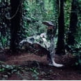 thumbnail image 1 of Donkey CSS (CD), 1 of 1