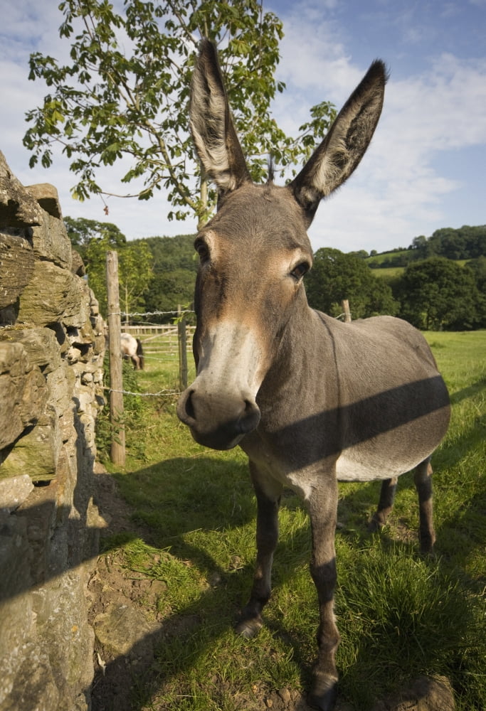Donkey Canvas Art - John Short Design Pics (12 x 19)