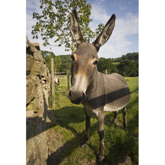 Donkey Canvas Art - John Short Design Pics (24 x 38)