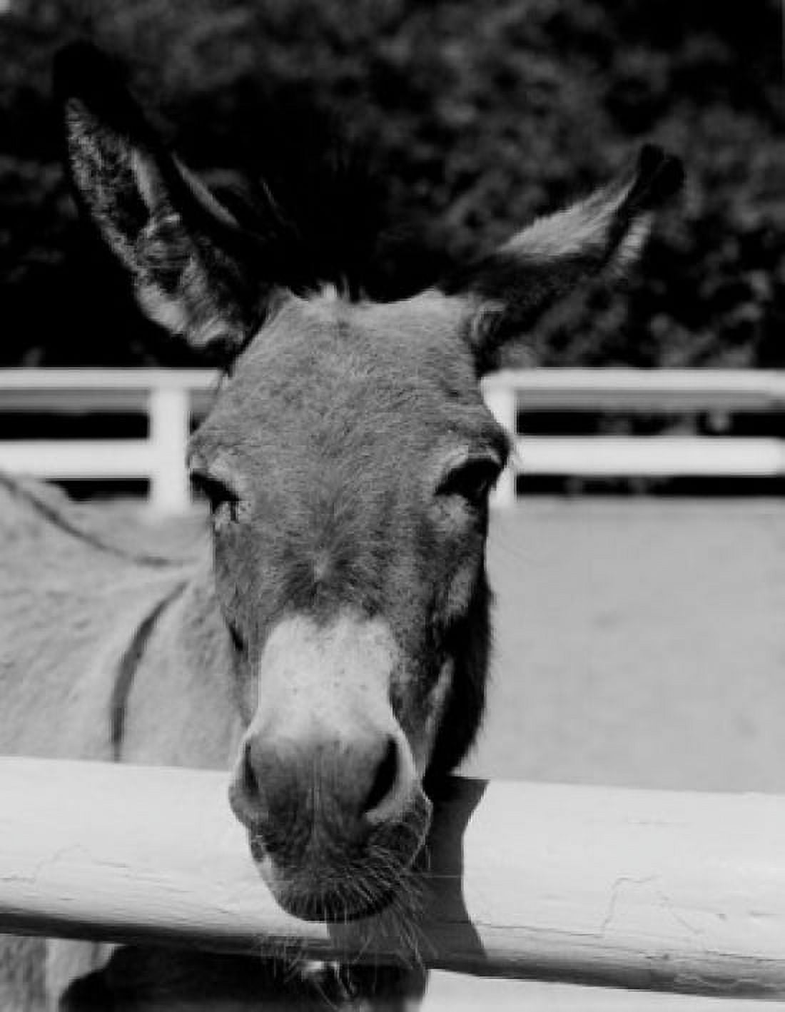 Donkey (Equus africanus asinus) close-up Canvas Art - (18 x 24)