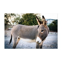 Donkey - Oatman Arizona Photography Unframed Wall Art Print 5 x 7 inches