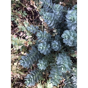 Donkey Tail Spurge Perennial - Euphorbia myrsinites - 4" Pot