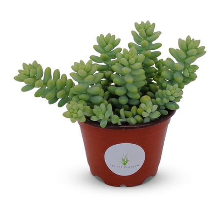 Donkey Tail Succulents Sedum Morganianum 4" Pot
