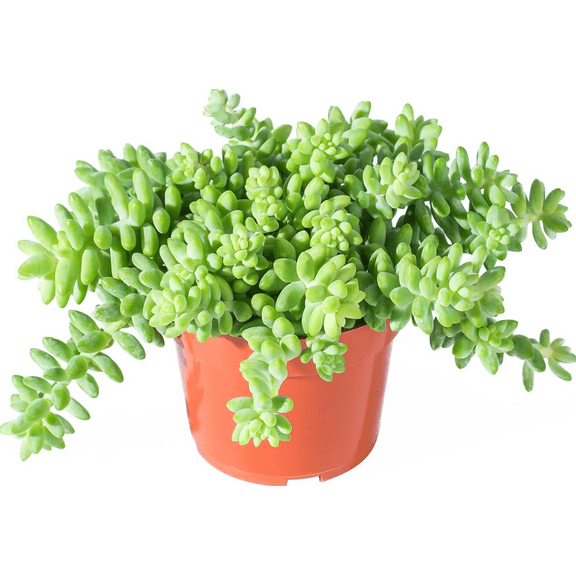 Donkey Tail Trailing Sedum Plant Live for Planting, 2 Inch Pot Donkey Tail Succulent Plants Live Succulents, Live Succulents Plants Fully Rooted, Easy Care House Plant