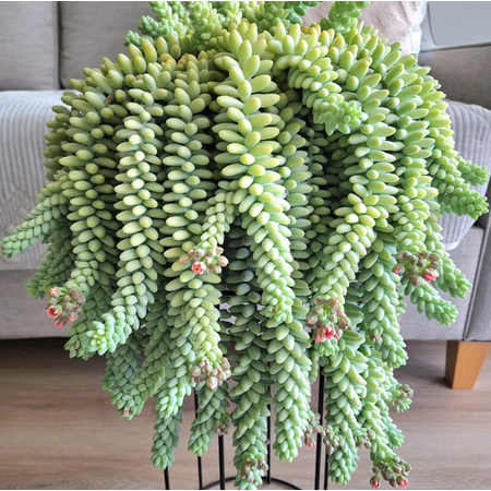 Donkey Tail Trailing Sedum Plant Live for Planting, 4 Inch Pot Donkey Tail Succulent Plants Live Succulents, Live Succulents Plants Fully Rooted, Easy Care House Plant