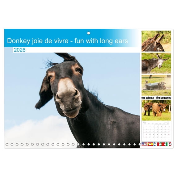 Donkey joie de vivre - fun with long ears (Monthly Wall Calendar 2026 16.5 x 23.4 (open)), CALVENDO 14 Month Calendar
