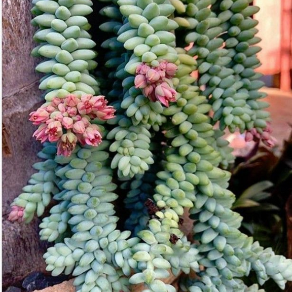 Donkey's Tail Succulent Plant, Donkey Tail Sedum Plant for Planting Indoor 2" Pot