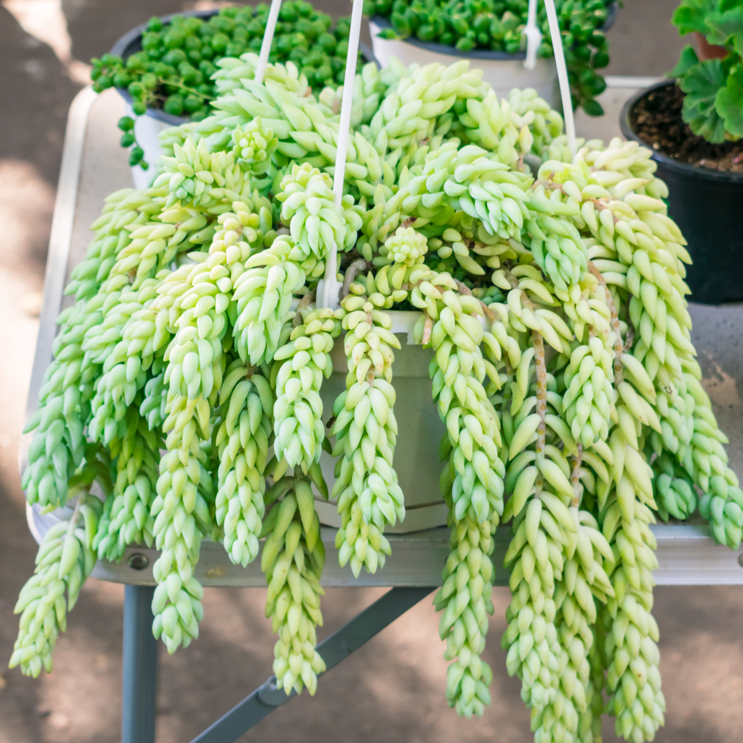 Donkey's Tail  Succulent Plant Live, Trailing Sedum Succulent Hanging Plant, 2" Pot, Indoor Outdoor Houseplant