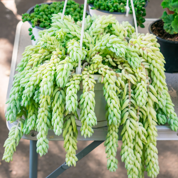 Donkey's Tail Succulent Plant Live, Trailing Sedum Succulent Hanging Plant, 2" Pot, Indoor Outdoor Houseplant