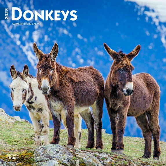Donkeys 2025 12 X 24 Inch Monthly Square Wall Calendar Plastic-Free (Wall)