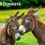Donkeys | 2026 12x24" (Hanging) Square Wall Calendar | Plastic-Free