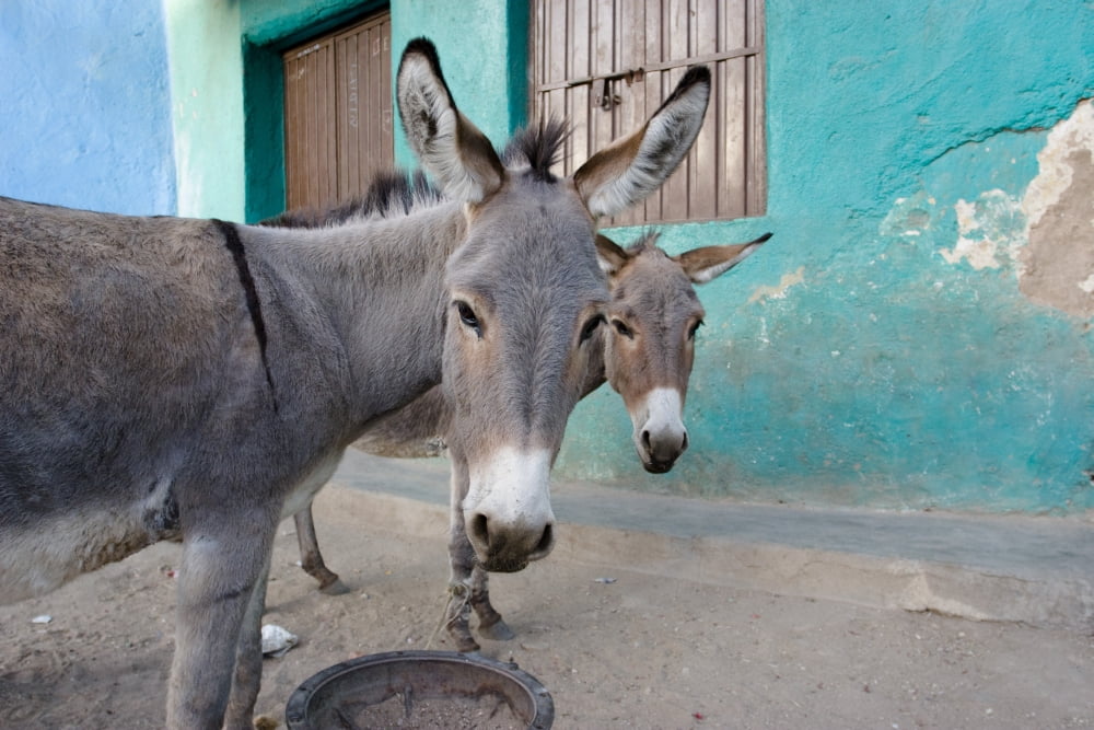 Donkeys Harar Ethiopia Africa Canvas Art - David DuChemin Design Pics (38 x 24)